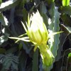 Hylocereus_undatus